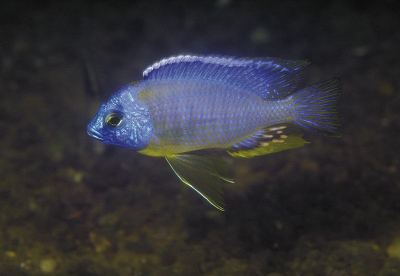 Copadichromis mbenjii 'Mbenji Island'